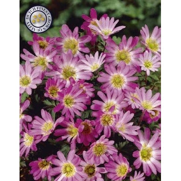 Balkansippa-Anemone Blanda 'Pink Star' 10-pack